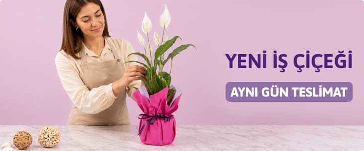 Yeni İş Çiçeği